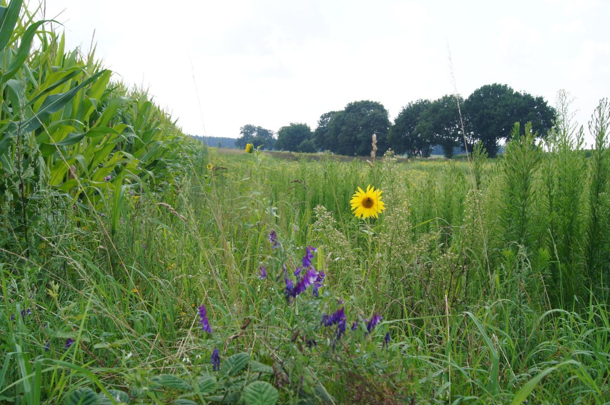 Hoeve Linnerveld Merum Exterior foto